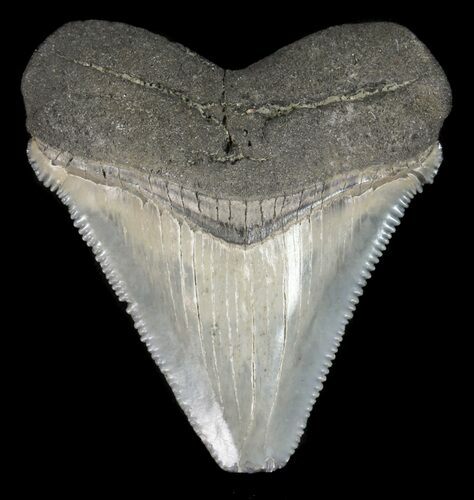 Serrated, Chubutensis Tooth - Megalodon Ancestor #61734